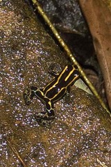 Ranitomeya variabilis