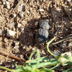 Scotobius pilularius