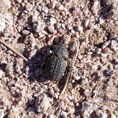 Scotobius pilularius