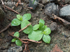 Pseudoconyza viscosa