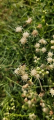 Baccharis spicata
