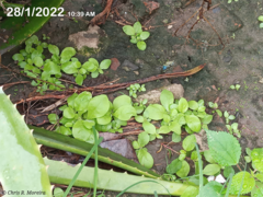 Pseudoconyza viscosa