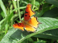 Polygonia haroldii