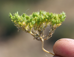 Loeflingia squarrosa