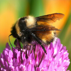 Bombus hortulanus