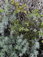 Galium porrigens