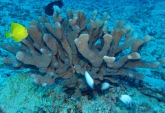 Pocillopora grandis
