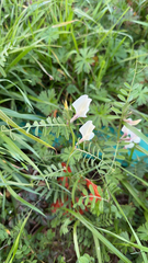 Vicia grandiflora