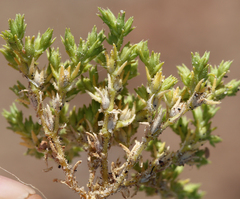 Loeflingia squarrosa
