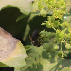 Apis mellifera
