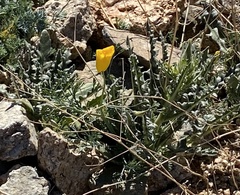 Eschscholzia papastillii