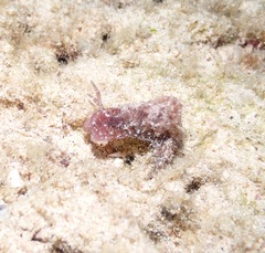 Stylocheilus striatus