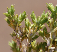 Loeflingia squarrosa
