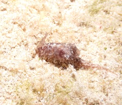 Stylocheilus striatus