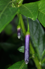 Dunalia brachyacantha