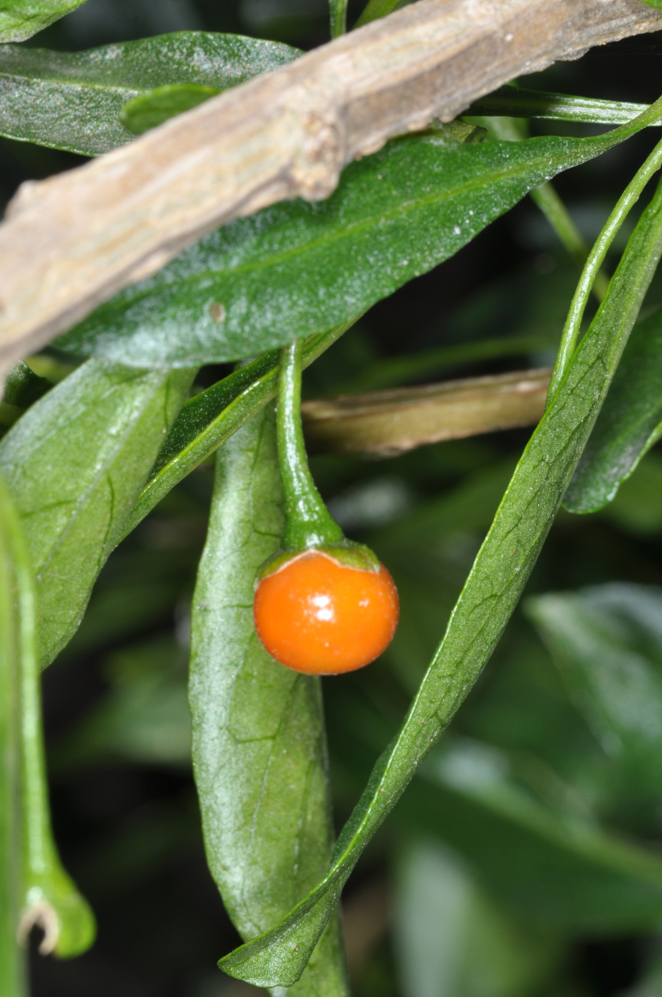 Imagem de Pimenteira-de-jardim