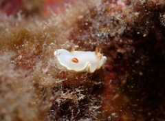 Ardeadoris angustolutea