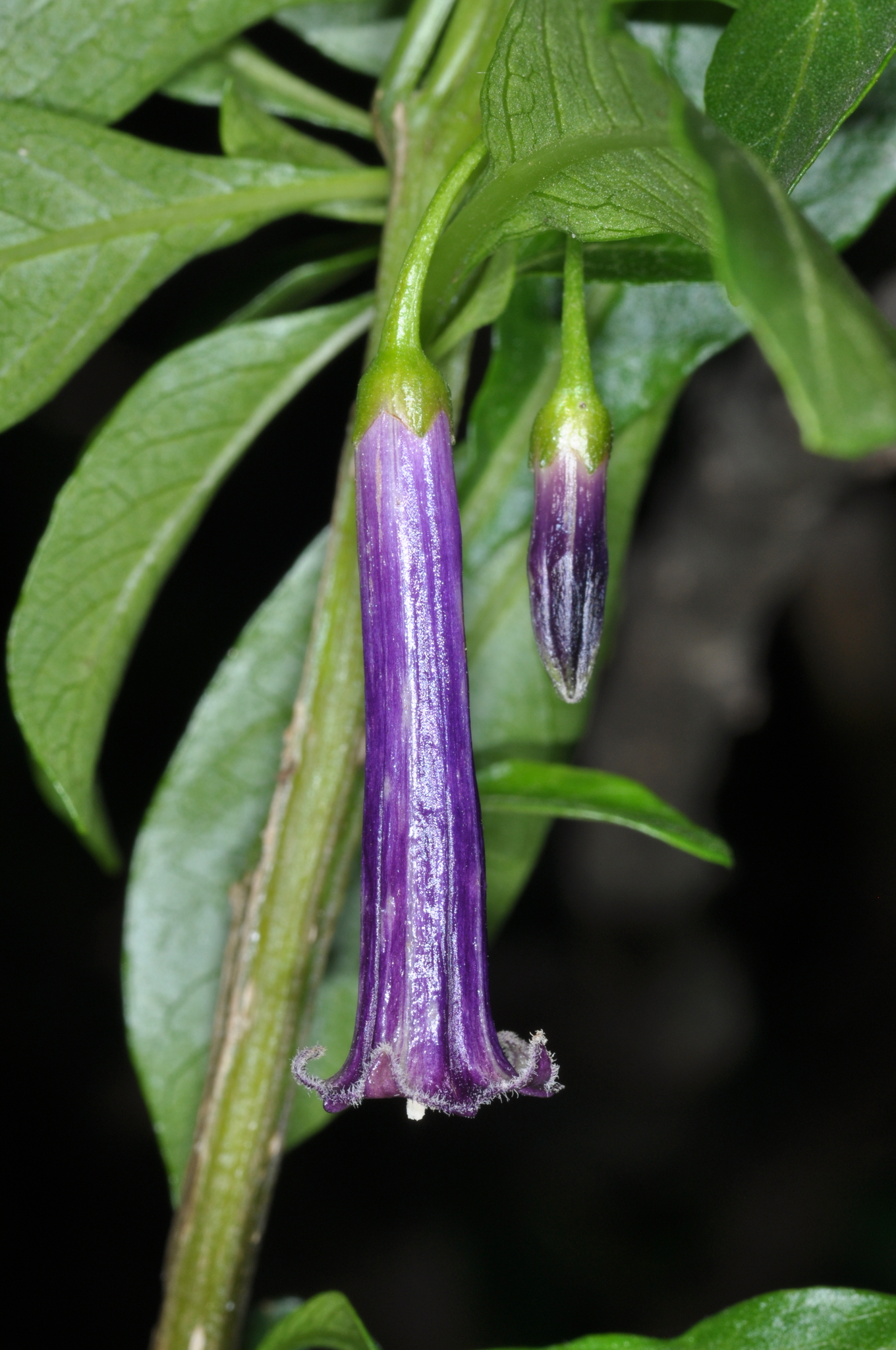 Imagem de Pimenteira-de-jardim