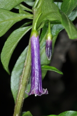 Dunalia brachyacantha