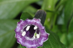 Dunalia brachyacantha