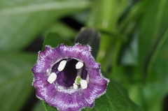 Dunalia brachyacantha