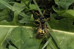 Polistes dominula