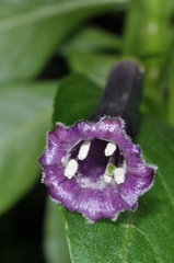 Dunalia brachyacantha