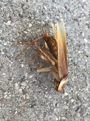 Shelfordella lateralis