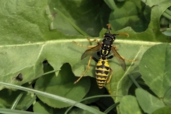 Polistes dominula