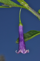 Dunalia brachyacantha