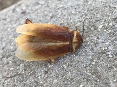 Shelfordella lateralis