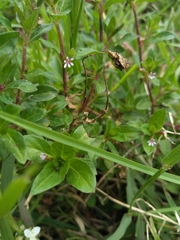 Cuphea carthagenensis