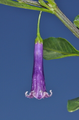 Dunalia brachyacantha