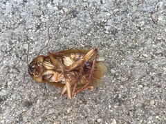 Shelfordella lateralis