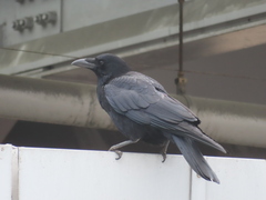 Corvus corone