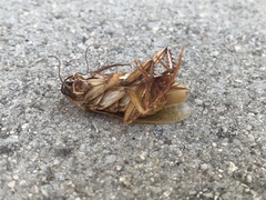 Shelfordella lateralis