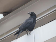 Corvus corone