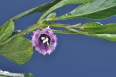 Dunalia brachyacantha