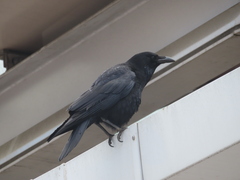 Corvus corone