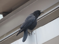 Corvus corone