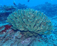 Pocillopora grandis