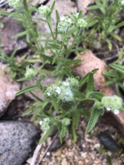 Cryptantha maritima