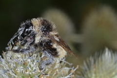 Bombus opifex