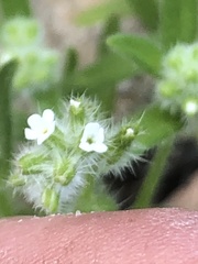 Cryptantha maritima