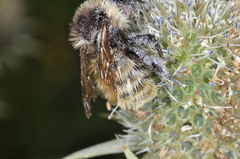 Bombus opifex