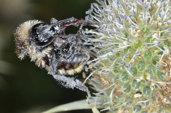 Bombus opifex