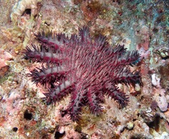 Acanthaster