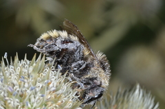 Bombus opifex
