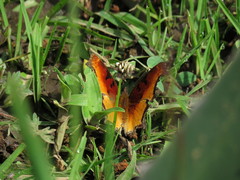 Polygonia haroldii