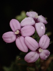 Arcytophyllum